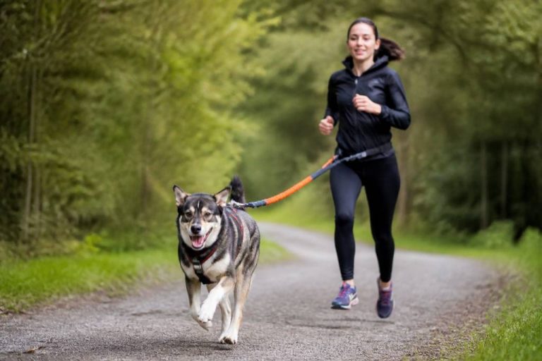 Chien courir : comment pratiquer le canicross en toute sécurité
