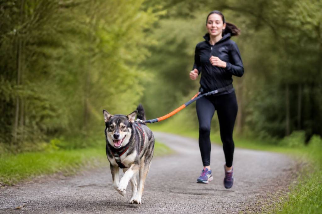 Chien courir : comment pratiquer le canicross en toute sécurité